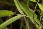 Sampson's snakeroot